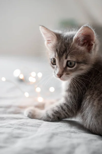 Leuk grijze katje spelen met Kerstmis speelgoed op de achtergrond van een bokeh — Stockfoto