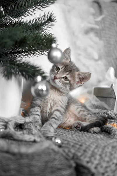 Lindo gatito gris jugando con juguetes de Navidad en el árbol de Navidad —  Fotos de Stock