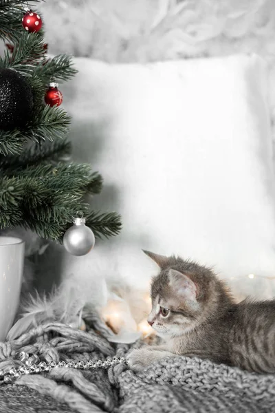 Gatinho cinza bonito brincando com brinquedos de Natal na árvore de Natal — Fotografia de Stock