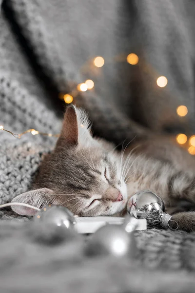 Милий кошеня відпочиває на сірій плед в різдвяних кульках — стокове фото