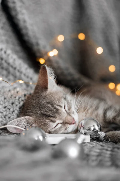 Şirin bir kedi yavrusu bir gri kareli Noel topları üzerinde dinleniyor