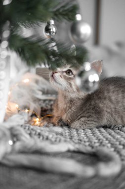 Noel ağacı Noel oyuncakları ile oynarken şirin gri kedicik