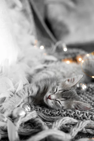 Ένα χαριτωμένο γατάκι γκρι βρίσκεται σε ένα γκρι καρό σε μια Χριστουγεννιάτικη διακόσμηση — Φωτογραφία Αρχείου