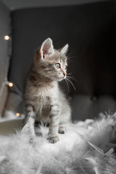 Un mignon chaton gris regarde par la fenêtre — Photo