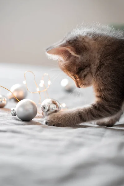 Милий кошеня сірий, граючи Різдвяні іграшки на фоні Боке — стокове фото