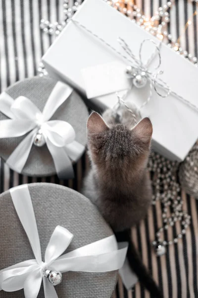Сірий кошеня торкається новорічні кулі на подарунковій коробці — стокове фото