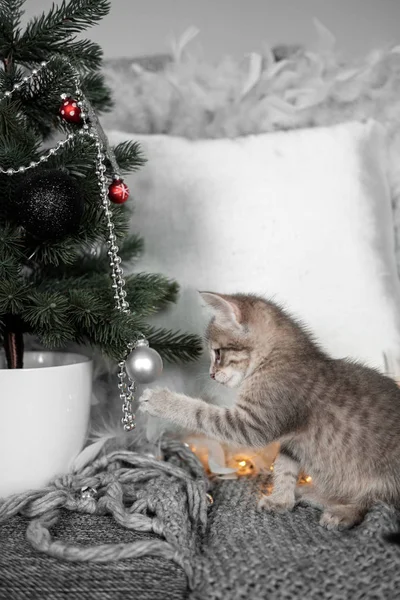 Gatinho cinza bonito brincando com brinquedos de Natal na árvore de Natal — Fotografia de Stock