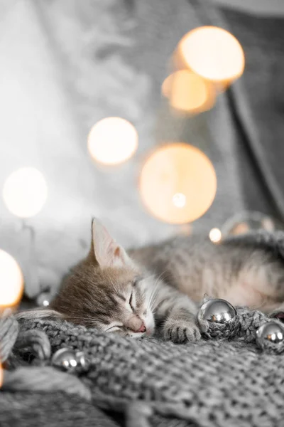 Un lindo gatito gris yace sobre un cuadros grises en una decoración navideña sobre un fondo de luces —  Fotos de Stock