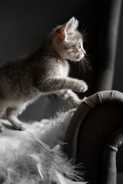 Şirin gri kedi yavrusu pencereden görünüyor