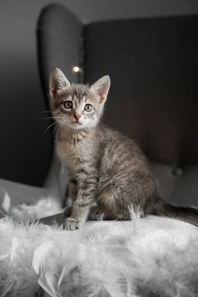 Een leuk grijze katje kijkt door het raam — Stockfoto