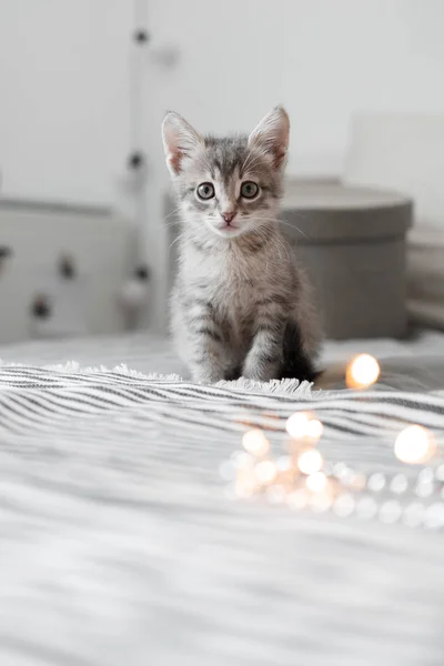 Bokeh arka plan üzerinde Noel oyuncakları ile oynarken şirin gri kedicik