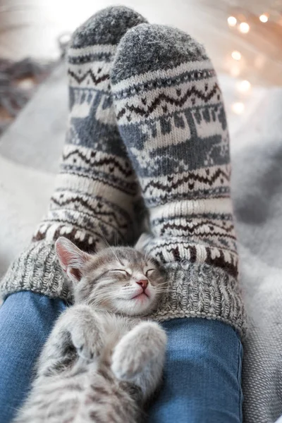 Un lindo gatito gris descansa sobre una tela a cuadros. Luces de Navidad en el fondo —  Fotos de Stock