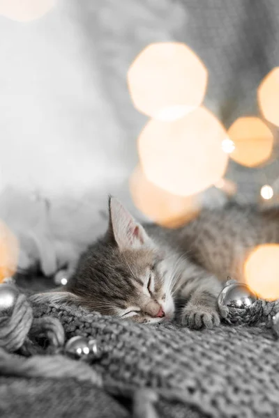 Ένα χαριτωμένο γατάκι γκρι βρίσκεται σε ένα γκρι καρό σε μια Χριστουγεννιάτικη διακόσμηση σε ένα φόντο από τα φώτα — Φωτογραφία Αρχείου