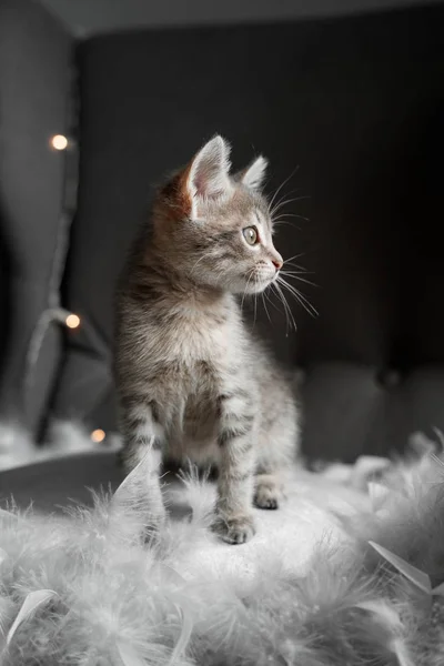 Un lindo gatito gris mira a través de la ventana —  Fotos de Stock