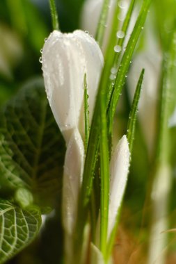 saksıda beyaz çiçek ve tomurcukları ile güzel ev bitki