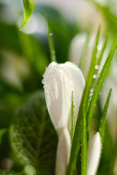 Hermosa Planta Casera Con Flor Blanca Brotes Maceta — Foto de Stock