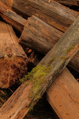 Kesilmiş çam kütükleri yığını, yakın çekim 