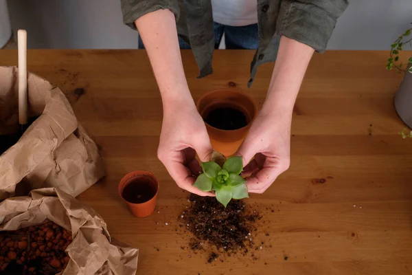 Jardinería Mujer Joven Cuidando Planta Marihuana —  Fotos de Stock