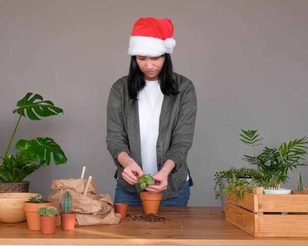 Trädgårdsarbete Ung Kvinna Santa Hatt Tar Hand Krukväxter — Stockfoto