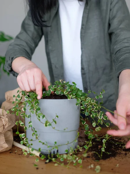 Jardinería Mujer Joven Cuidando Planta Marihuana —  Fotos de Stock