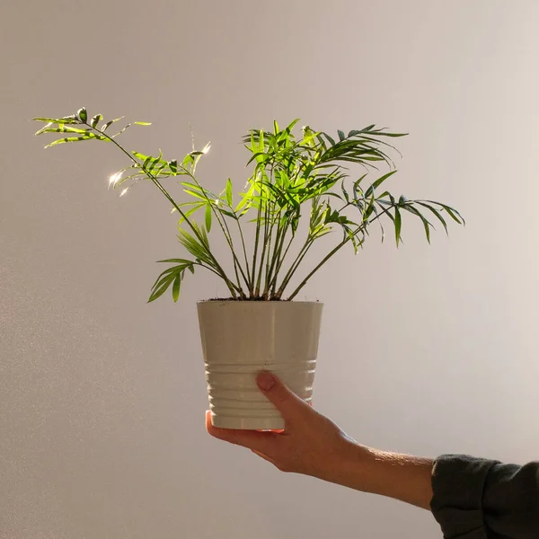 Mano Mujer Sosteniendo Planta Maceta —  Fotos de Stock