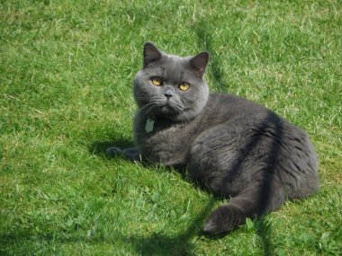 İngiliz mavi kedi poz çimenlerin üzerinde