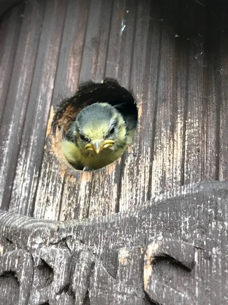 Baby Blue Tit Ready to leave nest