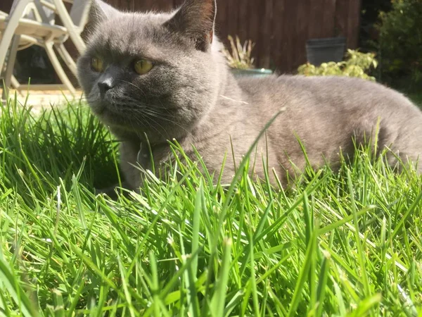 Ngiliz Mavi Kedi Çim — Stok fotoğraf