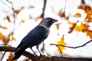 Kuzgun sonbahar ormanında