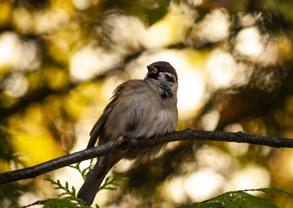 A funny cute bird sparrow