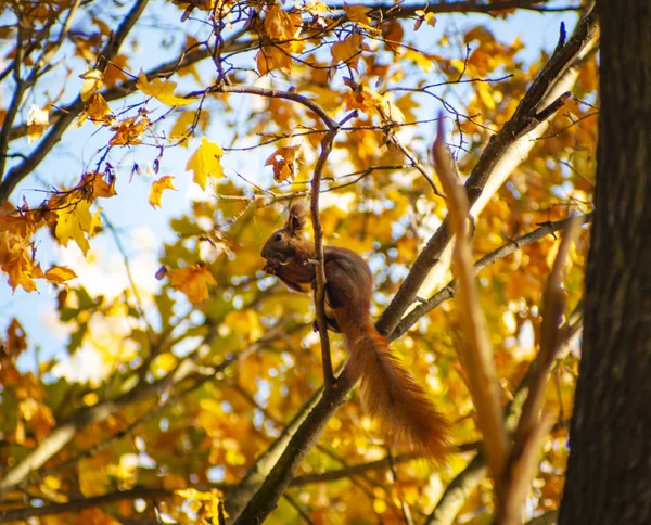 Veverka Stromě Podzimní Park — Stock fotografie