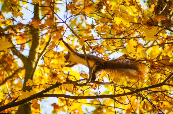 Белка Дереве Осеннем Парке — стоковое фото