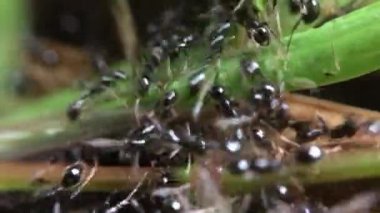 Görüntüleri siyah karınca yakın makro video klipleri kadar