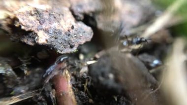 Görüntüleri siyah karınca yakın makro video klipleri kadar