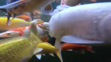 Video klip sualtı süslü sazan balık sürüsü