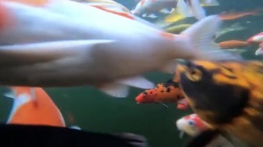 Video klip sualtı süslü sazan balık sürüsü