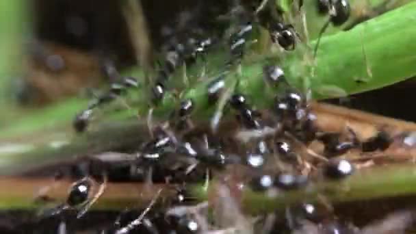 Film Svart Ant Nära Upp Makro Videoklipp — Stockvideo