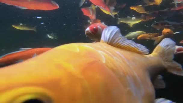 Video Clip Underwater Herd Fish Fancy Carp — Stock Video