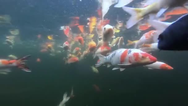 Clip vidéo troupeau sous-marin de poissons fantaisie carpe 