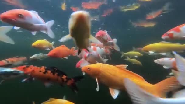 Klip Wideo Podwodne Stada Ryb Fantazyjne Karpia — Wideo stockowe