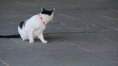 Video klip, Tay kedi siyah ve beyaz çizgili.