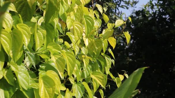 Watering Betel Leaves Yellow Video Clips — Stock Video