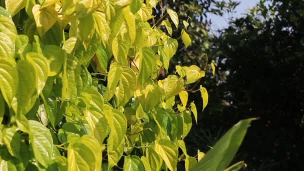 Arrosage Feuilles Bétel Jaune Clips Vidéo — Video