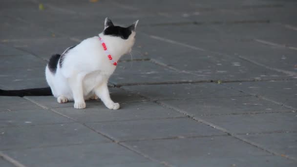 Klip Wideo Kot Tajski Paski Czarno Białe — Wideo stockowe