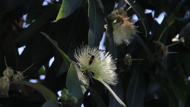 Arıların Nektar Beyaz Çiçek Video Klipler Emme Vardır — Stok video