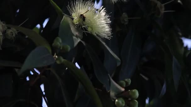 ハチは ビデオ クリップの白い花の蜜を吸っています — ストック動画