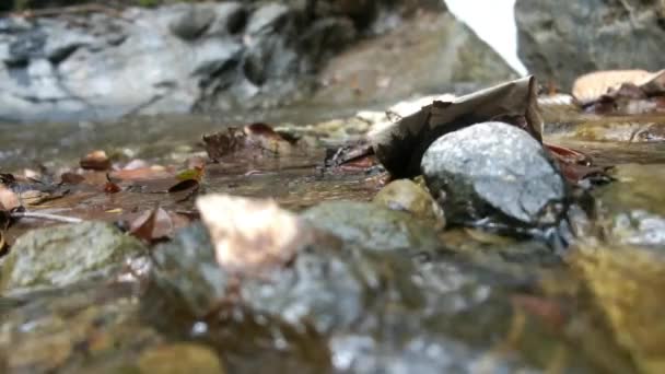 Flowing Water Stream Waterfall — Stock Video