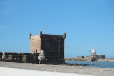 Essaouira Kalesi, Skala du port, Fas kuşlara.