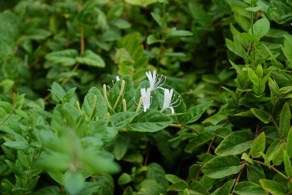 Μικρά Άσπρα Λουλούδια Ανθίζουν Στον Καταπράσινο Κήπο Ιράν — Φωτογραφία Αρχείου