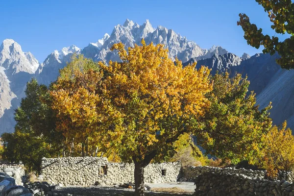 Árboles Coloridos Temporada Otoño Pueblo Passu Jalá Pakistán — Foto de Stock